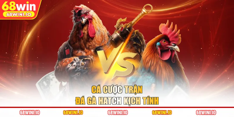 Cá cược trận đá gà Hatch kịch tính