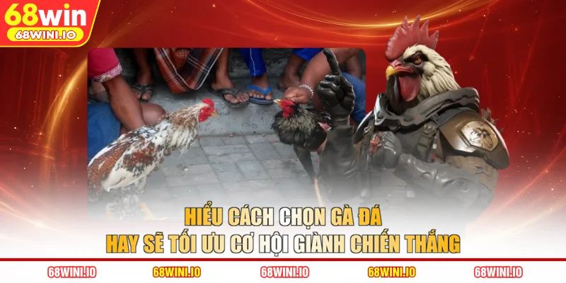 Hiểu cách chọn gà đá hay sẽ tối ưu cơ hội giành chiến thắng