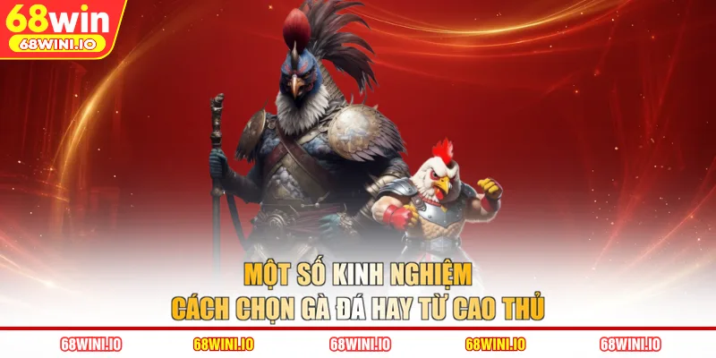 Một số kinh nghiệm cách chọn gà đá hay từ cao thủ
